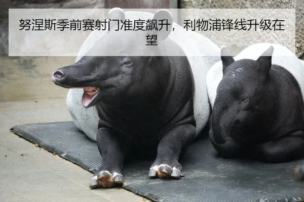 努涅斯季前赛射门准度飙升，利物浦锋线升级在望